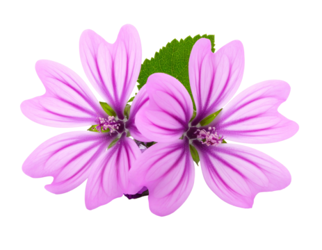 Two pink mallow flowers with striped petals, centered with a green leaf, isolated against a black background