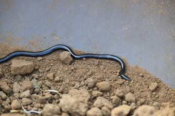 Indotyphlops braminus snake. Its common name brahminy blind snake and blind worm snake. It is a non venomous blind snake species, found mostly in Africa and Asia. Its fossorial or  burrowing reptile.
