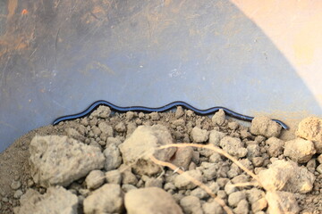 Indotyphlops braminus snake. Its common name brahminy blind snake and blind worm snake. It is a...
