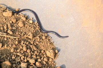 Indotyphlops braminus snake. Its common name brahminy blind snake and blind worm snake. It is a non venomous blind snake species, found mostly in Africa and Asia. Its fossorial or  burrowing reptile.
