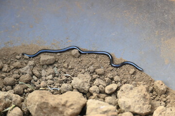 Indotyphlops braminus snake. Its common name brahminy blind snake and blind worm snake. It is a non venomous blind snake species, found mostly in Africa and Asia. Its fossorial or  burrowing reptile.
