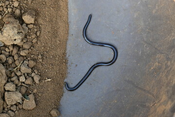 Indotyphlops braminus snake. Its common name brahminy blind snake and blind worm snake. It is a non venomous blind snake species, found mostly in Africa and Asia. Its fossorial or  burrowing reptile.
