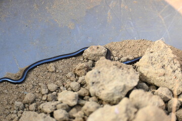 Indotyphlops braminus snake. Its common name brahminy blind snake and blind worm snake. It is a...