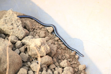 Indotyphlops braminus snake. Its common name brahminy blind snake and blind worm snake. It is a non venomous blind snake species, found mostly in Africa and Asia. Its fossorial or  burrowing reptile.
