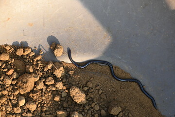 Indotyphlops braminus snake. Its common name brahminy blind snake and blind worm snake. It is a non venomous blind snake species, found mostly in Africa and Asia. Its fossorial or  burrowing reptile.
