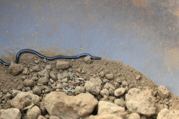 Indotyphlops braminus snake. Its common name brahminy blind snake and blind worm snake. It is a non venomous blind snake species, found mostly in Africa and Asia. Its fossorial or  burrowing reptile.
