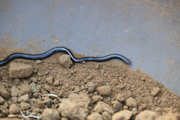 Indotyphlops braminus snake. Its common name brahminy blind snake and blind worm snake. It is a non venomous blind snake species, found mostly in Africa and Asia. Its fossorial or  burrowing reptile.
