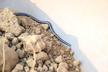 Indotyphlops braminus snake. Its common name brahminy blind snake and blind worm snake. It is a...