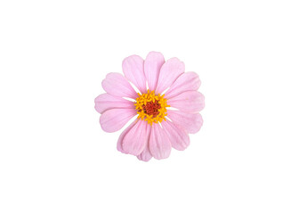Pink zinnia flower isolated on transparent background