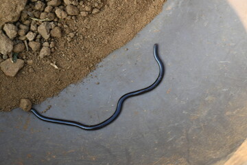 Indotyphlops braminus snake. Its common name brahminy blind snake and blind worm snake. It is a non venomous blind snake species, found mostly in Africa and Asia. Its fossorial or  burrowing reptile.
