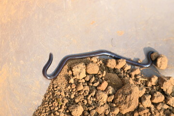 Indotyphlops braminus snake. Its common name brahminy blind snake and blind worm snake. It is a...