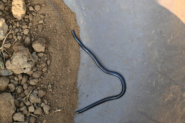 Indotyphlops braminus snake. Its common name brahminy blind snake and blind worm snake. It is a non venomous blind snake species, found mostly in Africa and Asia. Its fossorial or  burrowing reptile.
