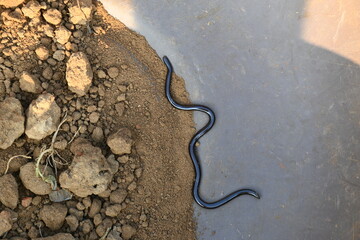 Indotyphlops braminus snake. Its common name brahminy blind snake and blind worm snake. It is a non venomous blind snake species, found mostly in Africa and Asia. Its fossorial or  burrowing reptile.
