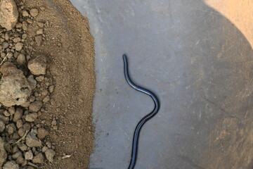 Indotyphlops braminus snake. Its common name brahminy blind snake and blind worm snake. It is a non venomous blind snake species, found mostly in Africa and Asia. Its fossorial or  burrowing reptile.
