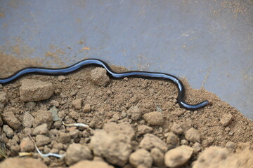 Indotyphlops braminus snake. Its common name brahminy blind snake and blind worm snake. It is a non venomous blind snake species, found mostly in Africa and Asia. Its fossorial or  burrowing reptile.
