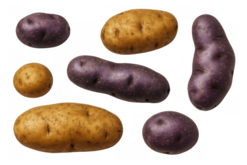 Raw yellow and purple potatoes assortment with different varieties for healthy cooking on transparent background