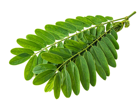 Vivid green pinnate leaf, compound structure, against stark black; detailed veins and stems are visible up close