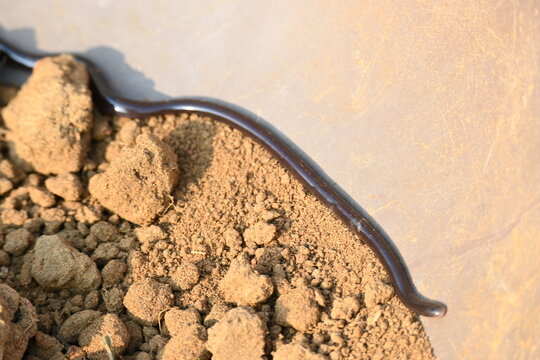 Indotyphlops braminus snake. Its common name brahminy blind snake&nbsp;and blind worm snake. It is a non venomous&nbsp;blind snake&nbsp;species, found mostly in Africa and Asia. Its fossorial or  burrowing reptile.
