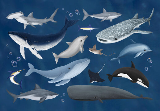 Diverse Marine Life Illustration Design Set
