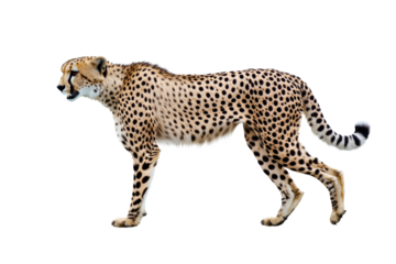 a cheetah walks against a plain background