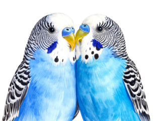 Two azure budgies, heads touching, exhibit fine detail against a dark background
