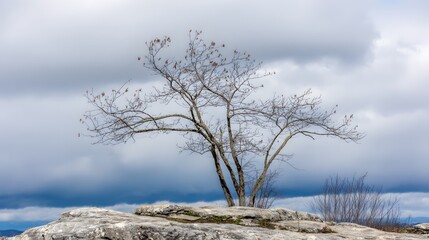 windswept. Solitary tree growing from rock crevice with windswept branches against dramatic sky. travel magazines, destination branding, designed for outdoor magazines and nature guides.