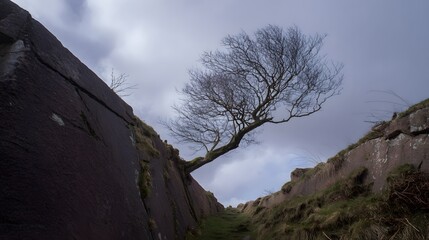 windswept. Solitary tree growing from rock crevice with windswept branches against dramatic sky. travel magazines, destination branding, designed for outdoor magazines and nature guides.