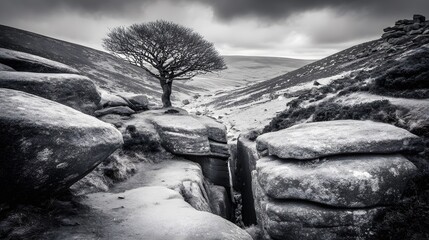 windswept. Solitary tree growing from rock crevice with windswept branches against dramatic sky. travel magazines, destination branding, designed for outdoor magazines and nature guides.