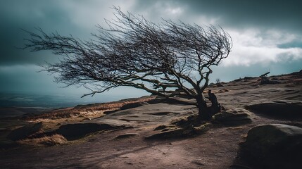 windswept. Solitary tree growing from rock crevice with windswept branches against dramatic sky. travel magazines, destination branding, designed for outdoor magazines and nature guides.