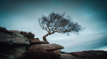 windswept. Solitary tree growing from rock crevice with windswept branches against dramatic sky. travel magazines, destination branding, designed for outdoor magazines and nature guides.