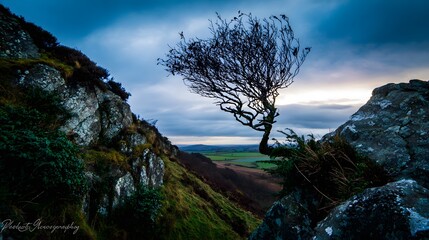 windswept. Solitary tree growing from rock crevice with windswept branches against dramatic sky. travel magazines, destination branding, designed for outdoor magazines and nature guides.