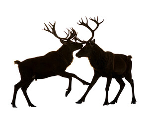 Two shadowed stags clash antlers against a dark background, their forms silhouetted with golden light