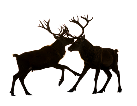 Two shadowed stags clash antlers against a dark background, their forms silhouetted with golden light
