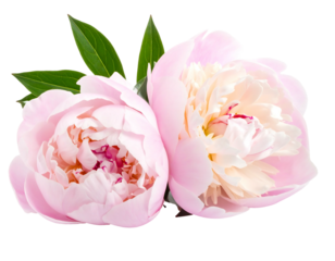 Two blooming peonies with delicate pink petals and lush green leaves against a stark black background