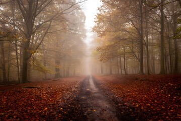 Fototapeta premium Foggy autumn morning in the park with trees and path