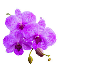 Vibrant, three purple orchids with delicate stripes, accompanied by two buds. Isolated on a stark black backdrop