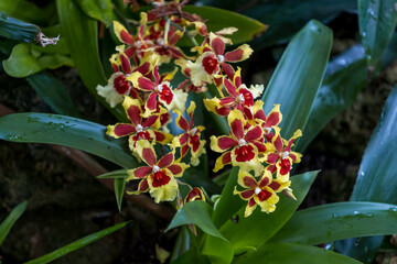 Hybrid Orchid flower on a plant Oncidium alliance, such as Oncostele Wildcat also known as Golden Red Star.