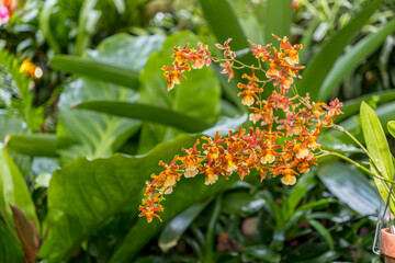 Yellow Orchid flowers an Oncidium sphacelatum, also known as the popcorn orchid or Kandyan dancer orchid.