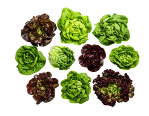 Varied heads of lettuce, green & reddish hues, clustered closely in an overhead view, isolated on a black backdrop