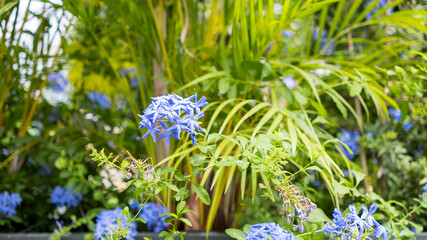 Cape leadwort or blue plumbago flowers also known as Cape plumbago at Greenhouse in Pittsburgh.