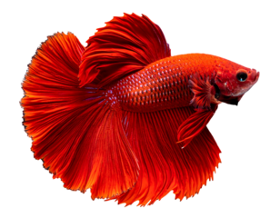 Vibrant crimson Siamese fighting fish with flowing fins and a sleek body swims on a plain, dark background
