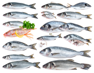 Varied seafood raw fish, some red, arranged tightly against a solid black backdrop, some garnished with greens/lemon