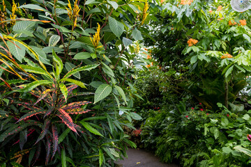 Different indoor tropical plants at Phipps Conservatory and Botanical Gardens in Pittsburgh, Pennsylvania, USA