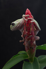 Fototapeta premium Dumpy green tree frog litoria caerulea on black background