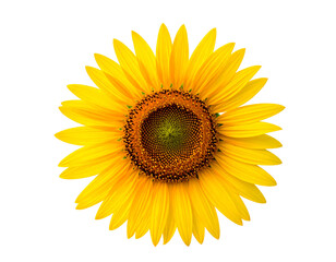 Fototapeta premium Vibrant, golden sunflower blossom with a dark brown center set against a stark black backdrop