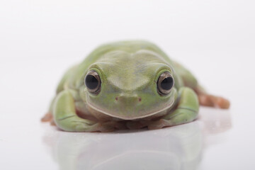 Dumpy green tree frog litoria caerulea on white background