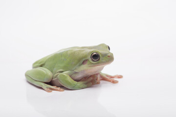 Dumpy green tree frog litoria caerulea on white background
