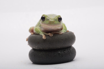 Dumpy green tree frog litoria caerulea on white background