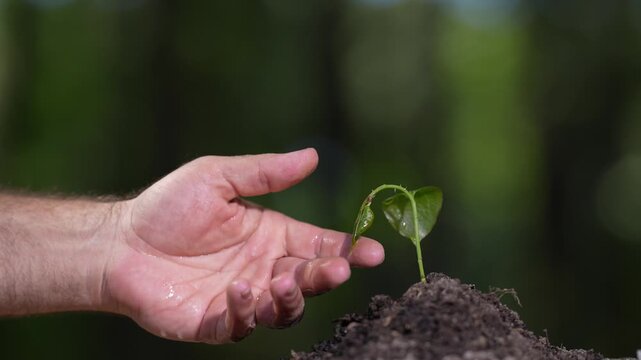 Hand caring for young plant. Seedling growing from fertile soil. Symbol of nature and new life. Eco-friendly growth and sustainability. Human care for environment and earth.