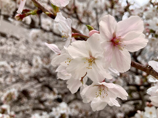 さくら

cherry blossoms